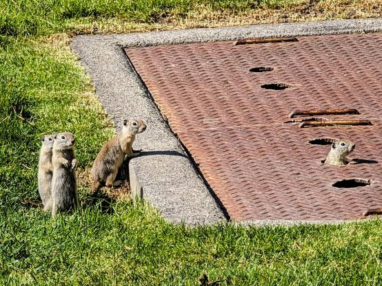 Photo of four small, golden brown, and frankly adorable tailless  mammals--ground squirrels--three of whom are popping up from a hole on a grassy campus yard (two standing upright like alert meerkats, and one leaning in towards the concrete surround of a metal access panel) and one of whom is popping up through a round opening in the surface of the metal access panel. They are all looking off to our right, probably towards their friends across the way (off camera).