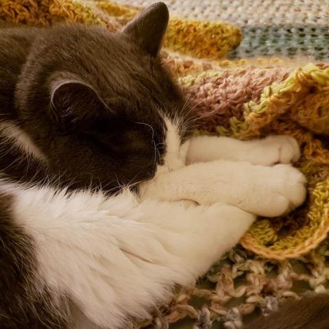 Grey and white tuxedo cat curled up with his back leg extended and his front legs resting on it.