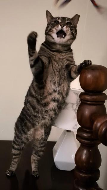 A magnificent medium sized tabby cat stands on her back legs with one front leg stretching up and the other holding a large carved bedpost to keep her steady. She has her mouth open and is looking up at a moving ribbon toy which just has a few blurs in the top of the image. The bed and the table next to it that she stands on are stained very dark brown. There is a small white lamp on the table but it is otherwise empty.