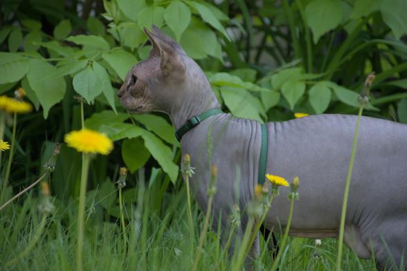 Chat sphynx au travers l'herbe et les pissenlits.