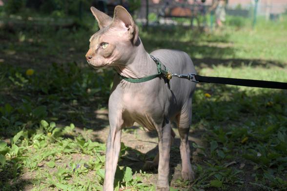 Chat sphynx debout au soleil.
