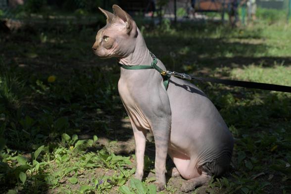 Chat sphynx assis au soleil.