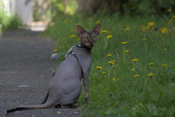 Chat sphynx assis dos à la caméra, mais la tête retournée la fixant.