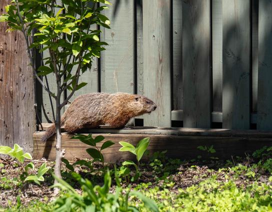 A groundhog, a pretty big rodent, brown, walking at the bottom of a wooden fence, looking straight in front of them