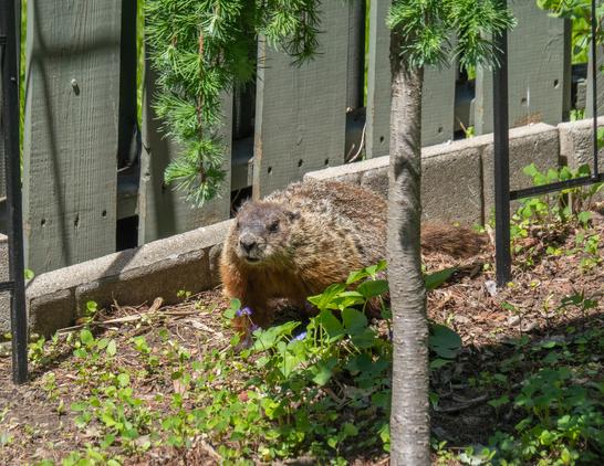 The same groundhog, almost facing the camera, their face looking determined, walking by a fence, behind a larch and some small violets. They're trying to find a way to escape