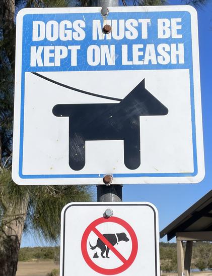 dogs on leash