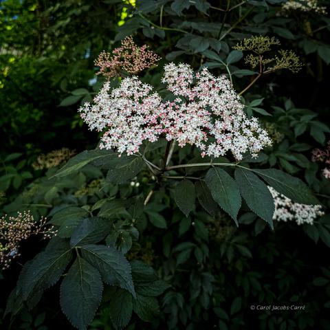 A corymb of  tiny white and pink elderberry flowers entices our hives' honeybees.  Several other corymbs of unopened buds surround it, promising a few more weeks of five petaled blooms.  The exserted anthers give the flower cluster a somewhat fuzzy look. The compound leaves below the flowers are blue green with five or more oval dentate leaflets.