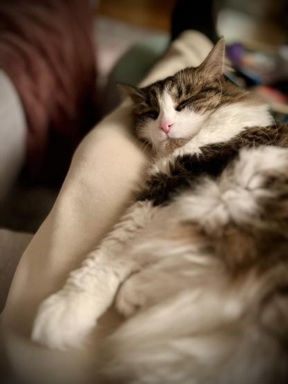 A fluffy cat relaxes and sleeps on a person's lap, with soft fur and a peaceful expression. The background is blurred, creating a cozy atmosphere.