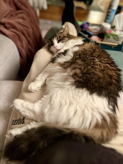 A fluffy cat is peacefully sleeping on a person's lap, surrounded by soft blankets and household items. The setting appears cozy and casual.