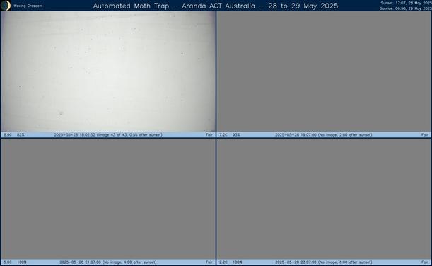 Collage showing insects attracted to light and automatically imaged 1 hour, 2 hours, 4 hours and 6 hours after sunset in Aranda, ACT, Australia on the night of 28 to 29 May 2025. The image includes four smaller images collected around the listed times. Each image shows a section of sheet with a variable number of insects attracted to UV and visible light. Number and variety depends on time of year and conditions during the given night. The image is also labeled with basic details of the associated weather and moon phase. For more explanation of the Automated Moth Trap project visit https://amt.hobern.net/ and https://www.flickr.com/photos/dhobern/albums/72177720322426621.