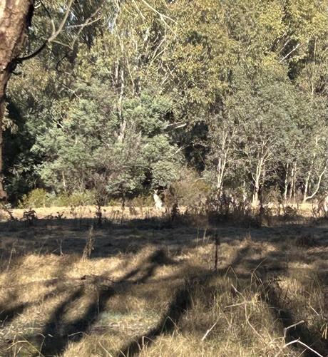 A dry paddock, bush & weeds with eucalyptus trees behind. At the very centre of the picture is a kangaroo 🦘 catching the morning suns rays. Lots of shadows of trees & bushes can be seen across the paddock.