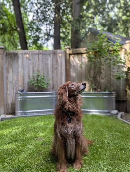 Old golden mix, with a white face and chest,  looking to her left on a clover lawn in front of galvanized planters with lilac and hydrangea.
