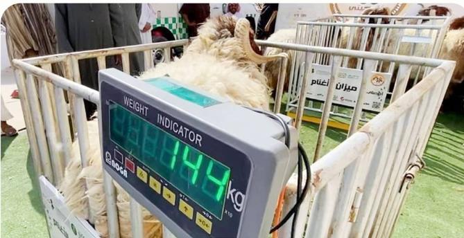 ورشة في الرياض لبحث آليات بيع المواشي بـ «الوزن» - أخبار السعودية