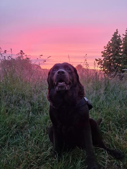 A chocolate brown Labrador with greying snout, posing in a grassy area in front of the waterside. Behind her are lovey hues of blue, pink, and orange, as the sun is slowly rising. The dog is facing the camera, bit looking slightly to the left side of the snap. She wasn't too keen on posing this morning.