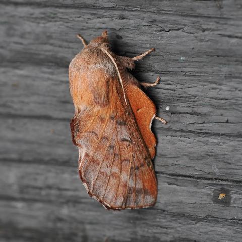 A moth sits on a grey wood wall. The moth is stout and a gently mottled rust-red, with its wings meeting in a bumpy crest down its abdomen, and a set of structures like reddish skirts spreading down by its legs.