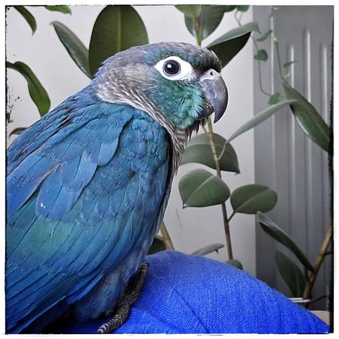 Profile of a blue & turquoise colored parrot with green leaves of a ficus plant in the background.