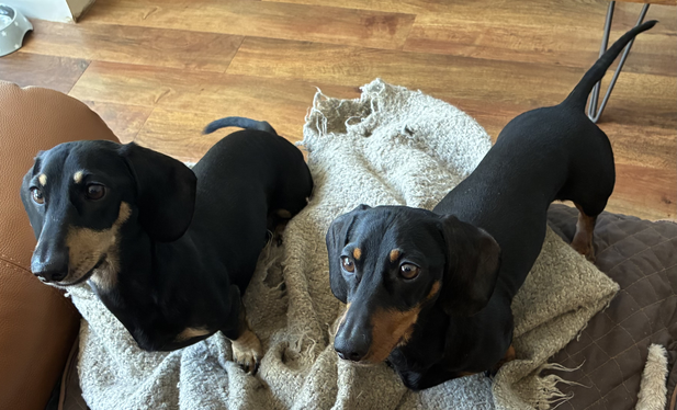 Miniature Dachshunds Max and Milo on their bed