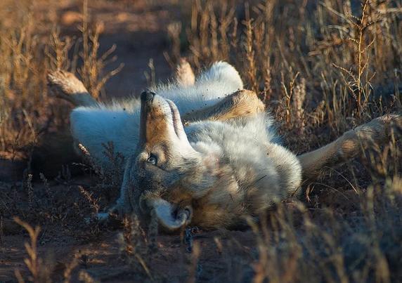 A picture of a coyote.