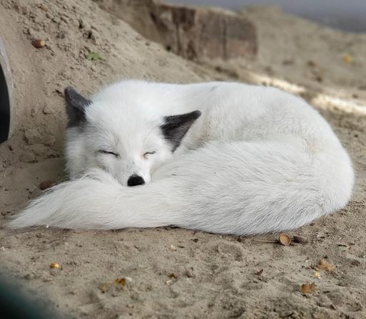 Picture of a Fox