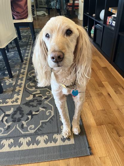 A golden doodle standing inside the house, dining room chairs and shelves in background, looking at the camera with a very sweet expression