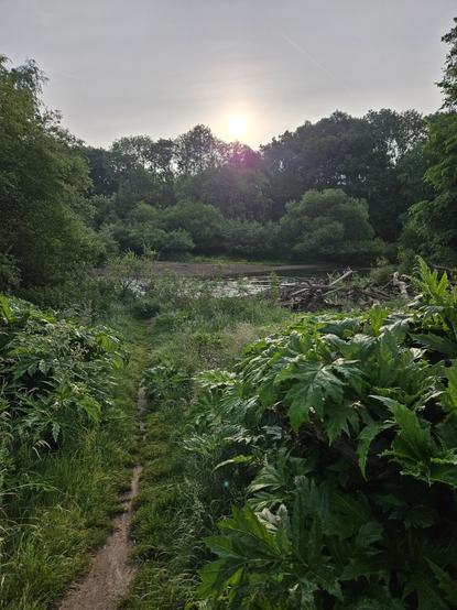 Blick auf eine Flussaue im Morgenlicht. Das Ufer ist grün überwachsen mit Büschen, hohen Gräsern und Bäumen. In der Bildmitte ist ein großer Totholzhaufen und ein Kiesstrand zu erkennen.