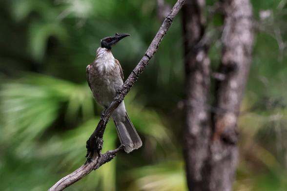 A Noisy Friarbird (Philemon corniculatus) enjoying itself noisy in the canopy at Canarvon Gorge, yesterday