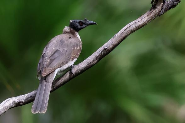 A Noisy Friarbird (Philemon corniculatus) enjoying itself noisy in the canopy at Canarvon Gorge, yesterday