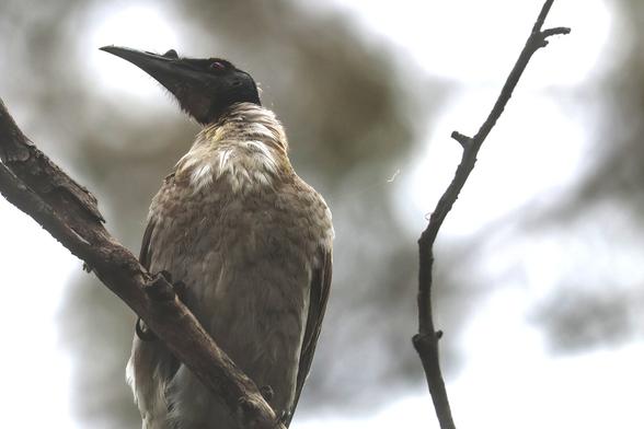 A Noisy Friarbird (Philemon corniculatus) enjoying itself noisy in the canopy at Canarvon Gorge, yesterday