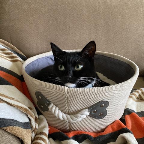 A black and white cat sits in a round, fabric pet bed with handles, resting on a striped blanket.