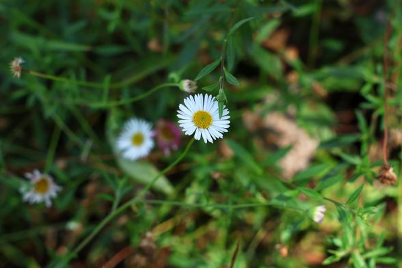 A single white daisy with a stippled yellow center against a background of dark green leaves. There are a few out-of-focus flowers in the background as well, and a single bud that seems to be trying to photobomb the daisy in the middle.