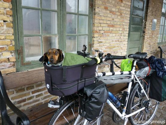 Dackel Effie sitzt dick verpackt in Handtüchern in ihrem Fahrradkörbchen. Das Fahrrad steht unter dem Vordach eines kleinen Pförtnerhauses am Eingang zur Bastion in Kopenhagen. Alles ist regennass.