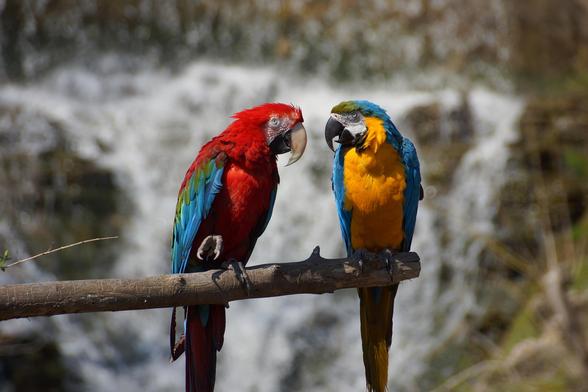 Facts About Macaw Parrots