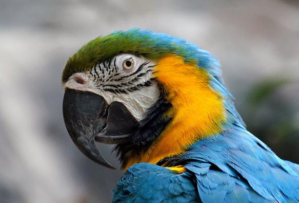 Blue and Yellow Macaw - Biggest Parrots