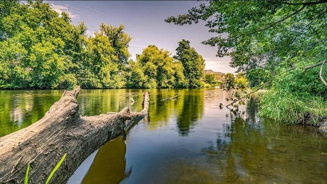 Das Bild zeigt eine ruhige Flusslandschaft, die von üppigem Grün umgeben ist. Im Vordergrund liegt ein großer, abgestorbener Baumstamm, der sich sanft in das Wasser erstreckt. Das Wasser ist klar und spiegelt die umliegenden Bäume und den Himmel wider, was eine friedliche Atmosphäre vermittelt. Die Bäume entlang des Flusses sind dicht und grün, was auf eine gesunde Vegetation hinweist. Im Hintergrund sind einige Gebäude zu sehen, die sich harmonisch in die Landschaft einfügen. Der Himmel ist klar mit einigen wenigen Wolken, was auf einen sonnigen Tag hinweist. Die gesamte Szene strahlt Ruhe und Naturverbundenheit aus.