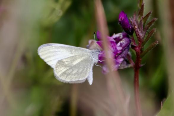 Cryptic Wood White butterfly on Vetch
