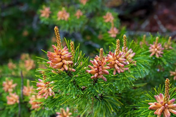 Branch tips of a pine tree, with clusters of pollen cones, looking somewhat like tiny corn cobs (without the husk) with the individual grains red, the base yellow. They point outward in all directions. Just above the cluster of cones, new stems grow; these are green with red markings. The branches, below the cone clusters, have long, green needles pointed in every direction.