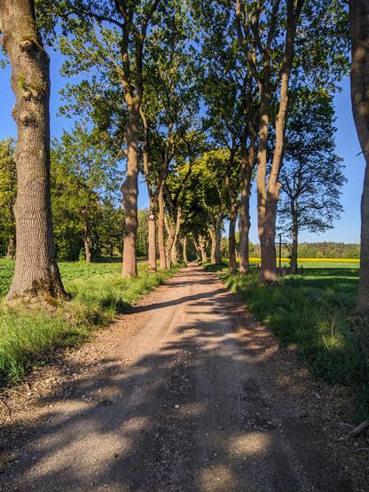 Gruntowa droga przez pola otoczona aleją drzew. W oddali po prawej widać kwitnący na żółto rzepak.