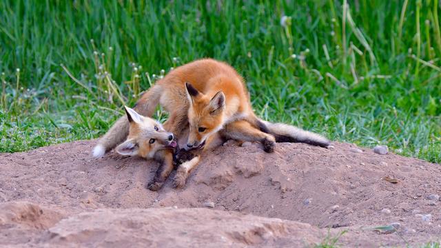 Two fox kits playing on top of their den. One pinning the other to the ground which complains visibly.