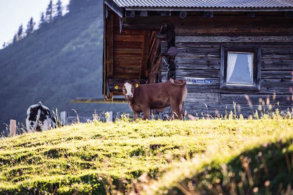 A brown cow stands in golden sunlight on a grassy slope in front of a rustic wooden mountain hut with a sign reading "Schluck Weg." Another black and white cow grazes nearby, with a backdrop of forested hills near Kirchberg in Tyrol.