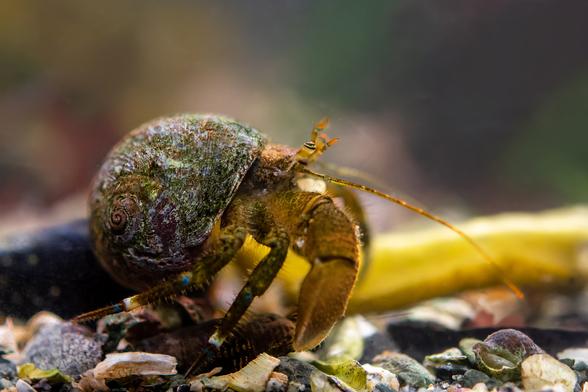Side view of a mostly brown hermit crab, showing the large cheliped, and two legs, these with blue and white patches. One eye is visible, striped in black and palest blue-green. The green and white spotted antenna catches the light at its tip, so it looks orange. The hermit wears a round shell, from a moon snail; it's eroded and covered with algae, some green, some a light blue. The hermit walks on a collection of shell fragments, with a couple of entire mudsnail shells. Background; the colours of assorted seaweeds, red, green and bright yellow (this is a piece of a kelp float.)