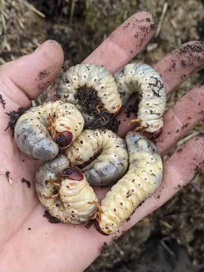 A dirty male hand with 6 grubs of a rhinoceros beetle species