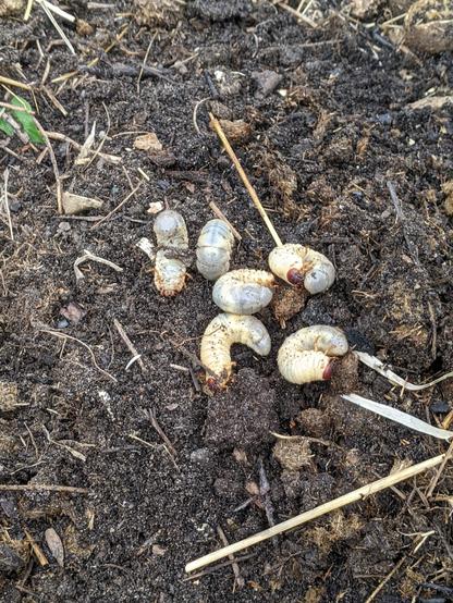 6 grubs of a rhinoceros beetle species laying on top of a compost pile