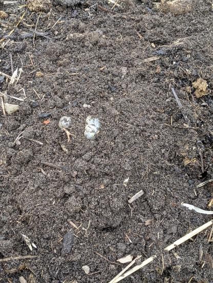 The same 6 grubs of a rhinoceros beetle species laying on top of a compost pile with some dirt on them