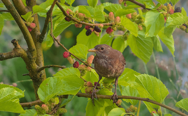 Un merle noire juvénile (ou type femelle) posé sur une branche de mûrier. L'oiseau avec son plumage marron est au milieu des feuilles vertes claires et de nombreuses mures blanches, roses et noires.
