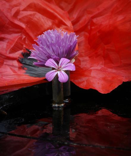 A light purple, rain-soaked chive blossom sits in a 9 mm para cartridge case. In focus is a pink geranium blossom with five petals in a 5.6 mm cartridge case, placed in front of it. Both are resting on a wet, black piece of glass, which is also wet, resting on a wet, black piece of glass. Two deep red poppy petals form the background. The black spot of one of the poppy petals can also be seen.