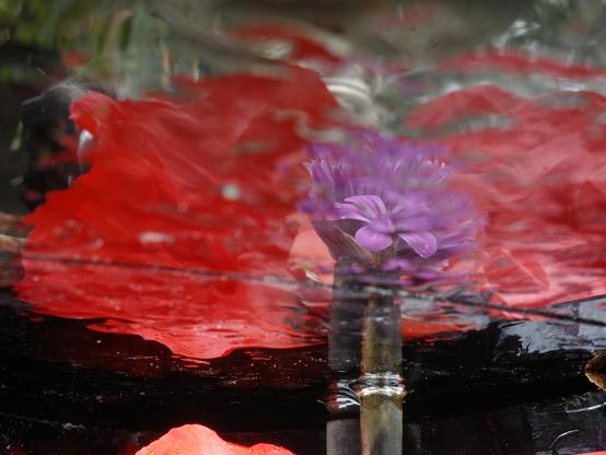 In this image, rotated 18 degrees, the reflection of the geranium blossom is in focus. Four of its petals are sharp, while the intense colours blend into the rest of the reflection. At the top of the image, one can just make out the top of the stem of a goblet and part of the calyx. Diffuse daylight catches the light below the calyx, creating a luminous ring around the other end of the stem.