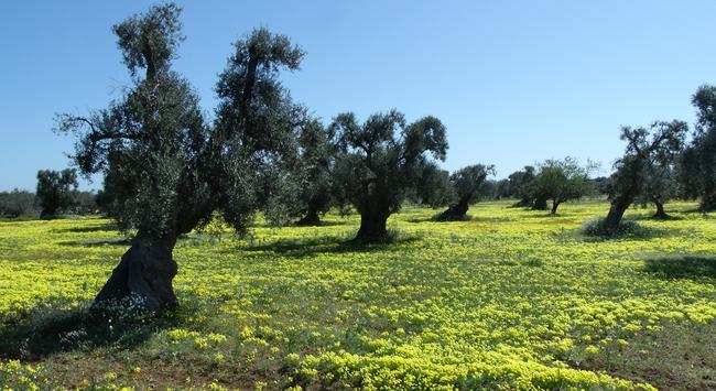 A field of dark olive trees, over an expanse of yellow flowers.