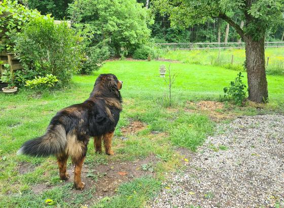 Bruce kijkt uit over ons erf.
Links wat groene struiken. 
Op de achtergrond het hek van ons erf met het bos erachter.
Rechts de stoofperenboom.

Verder wei, wat kaal gras en wat grind.