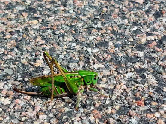 A photo of a very green grasshopper on asphalt