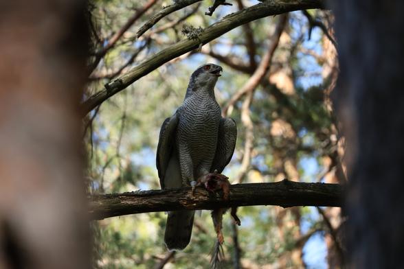 A photo of a male Eurasian goshawk perching on a branch on a sunny spring day in the woods. The hawk is holding a half-eaten red squirrel in its talons.